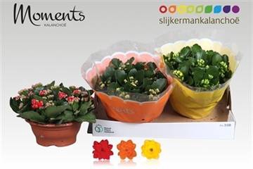 <h4>KALAN CALAN MIX MOMENTS P23</h4>