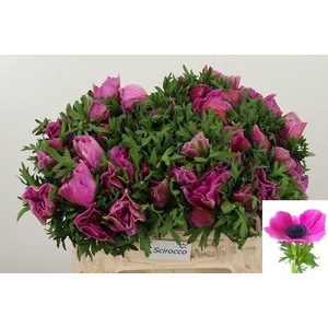 ANEM CO MIS + FUCSIA