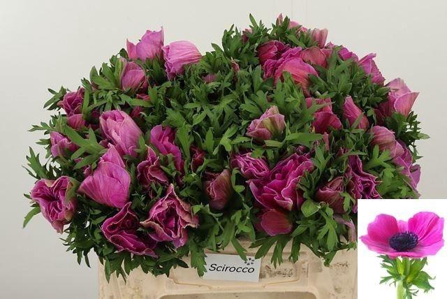 <h4>ANEM CO MIS + FUCSIA</h4>