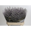 Statice Misty Blue