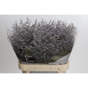 Limonium ov Misty Blue