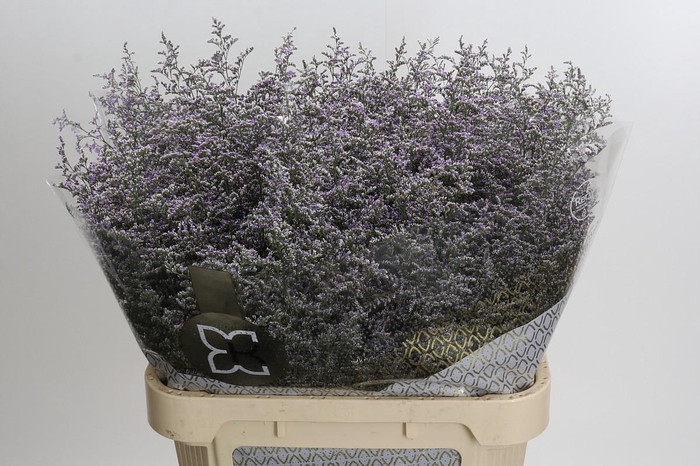 <h4>Statice Misty Blue</h4>