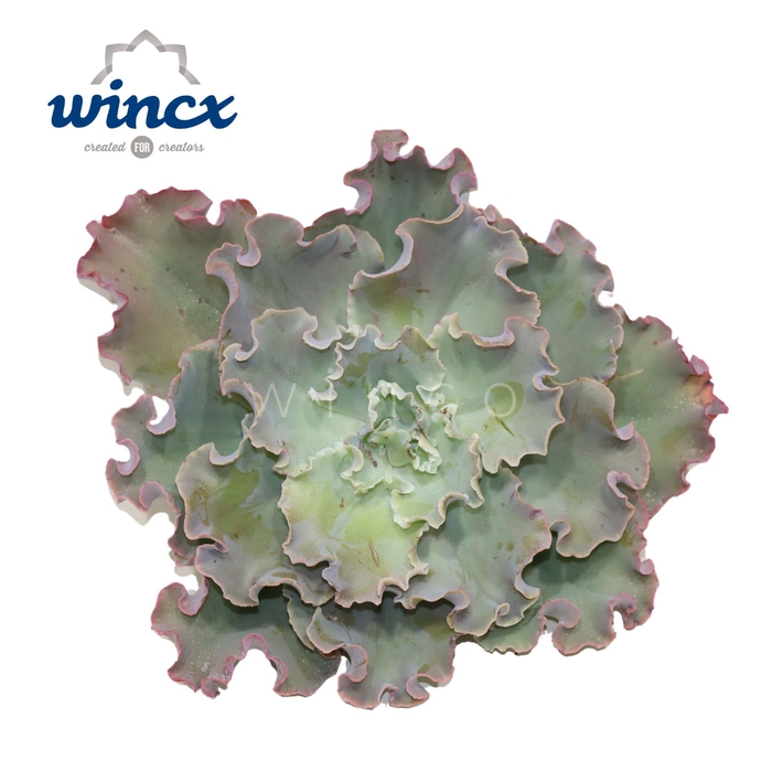 <h4>Echeveria Giant Blue Cutflower</h4>