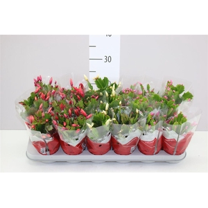 Schlumbergera Gemengd 20+