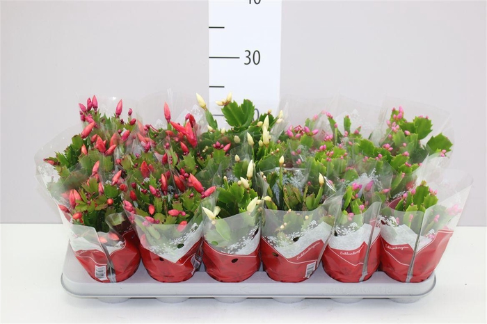 <h4>Schlumbergera Gemengd 20+</h4>
