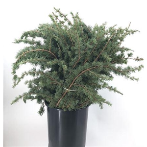 Cedrus Libani Verde