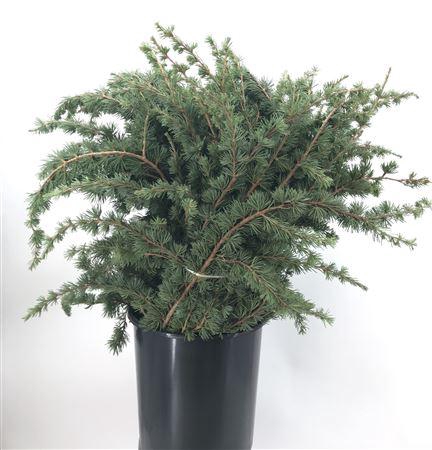 <h4>Cedrus Libani Verde</h4>