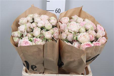 <h4>R Tr Candy Flow</h4>