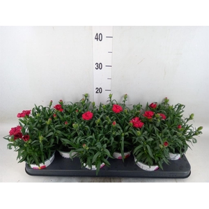 Dianthus  'Oscar Purple Star'