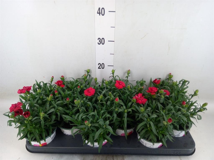 <h4>Dianthus 'Oscar Purple Star'</h4>