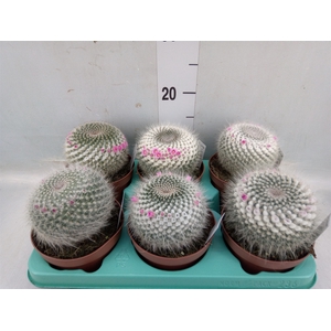 Mammillaria hahniana