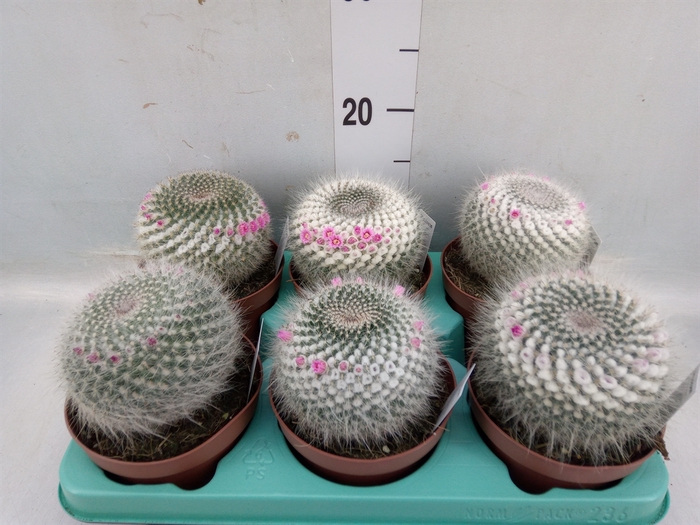 <h4>Mammillaria hahniana</h4>