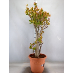 Crassula ovata 'Sunset'