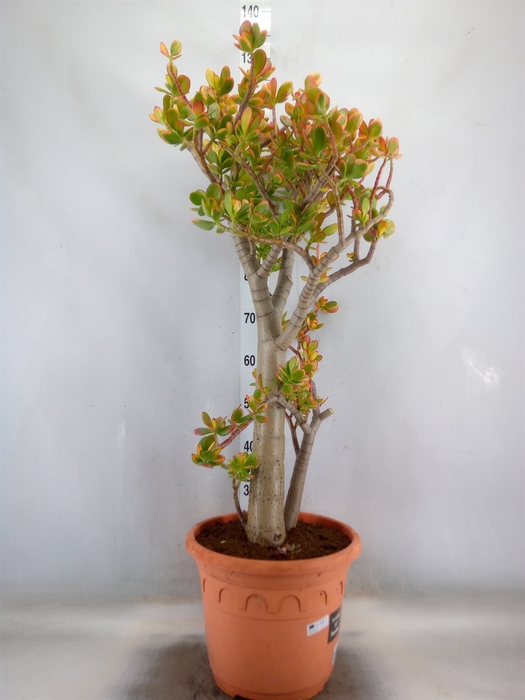 <h4>Crassula ovata 'Sunset'</h4>