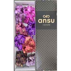 Vanda mix