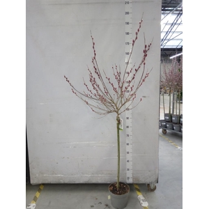 Salix gracilistyla 'Mt. Aso'