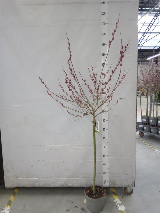 <h4>Salix gracilistyla 'Mt. Aso'</h4>