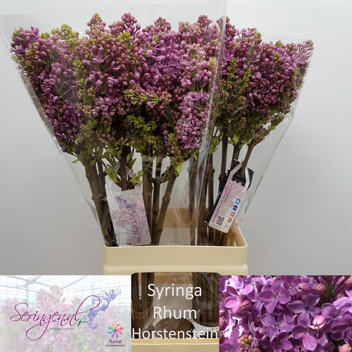 <h4>SYR V R V HORSTENST</h4>