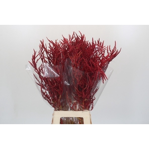 Bromelia Red Paloma