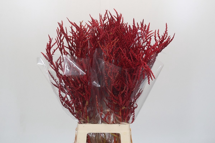 <h4>Bromelia Red Paloma</h4>