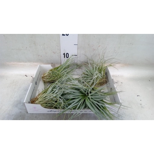 Tillandsia