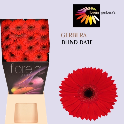 Gerbera Blinddate