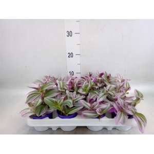 Tradescantia cerinth. 'Nanouk'