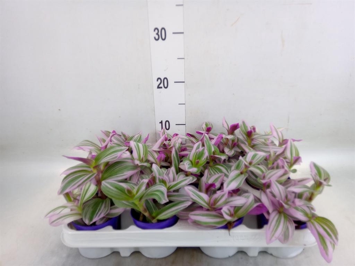 <h4>Tradescantia cerinth. 'Nanouk'</h4>