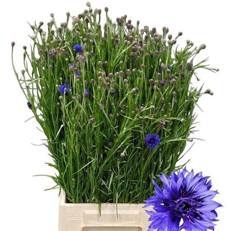 <h4>Centau Cyanus Blauw</h4>