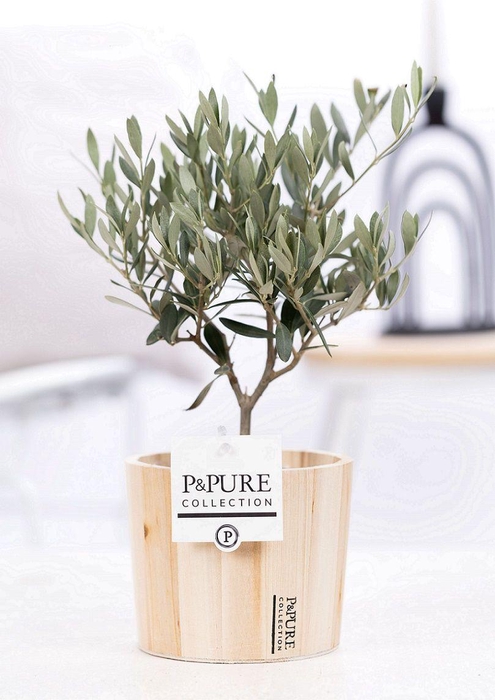<h4>Olea Europaea in P&PURE Wood 5</h4>