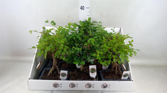 <h4>Bonsai ...mix</h4>