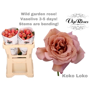 R GR KOKO LOKO