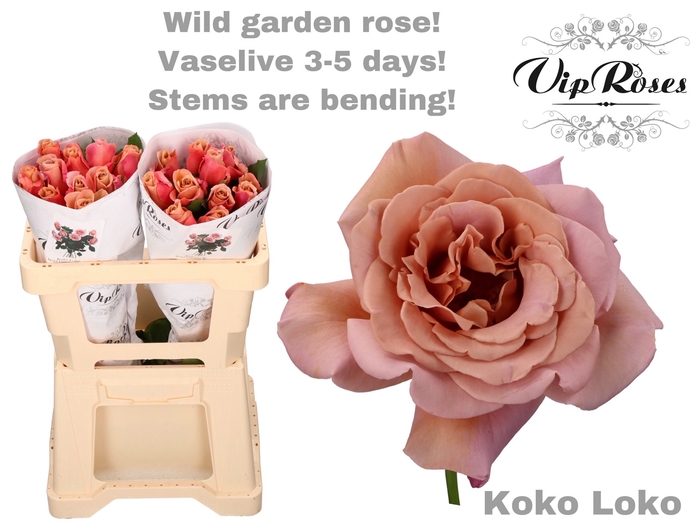 R GR KOKO LOKO