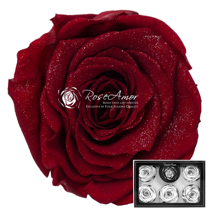 <h4>Pr 1 Diamond Dust Red01 Xl</h4>