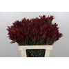 Leucadendron Blush Spray