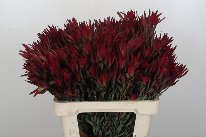 Leucadendron Blush Spray