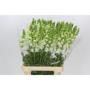 Antirrhinum Potomac Early White