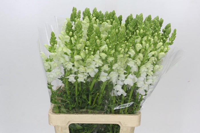 <h4>Antirrhinum Potomac Early White</h4>