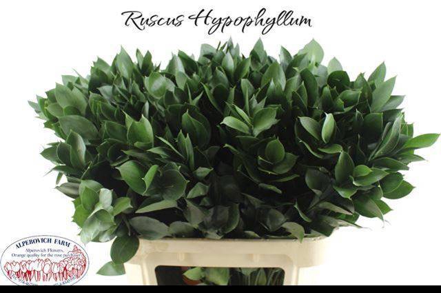 <h4>RUSCUS HYPOPHYLLUM</h4>