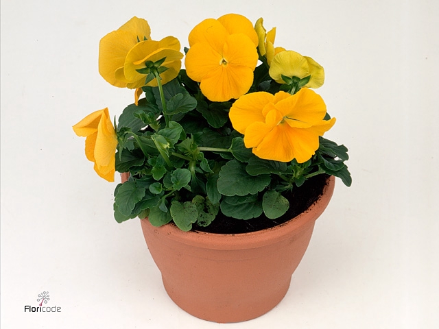 VIO WI DEL PUR YELLO