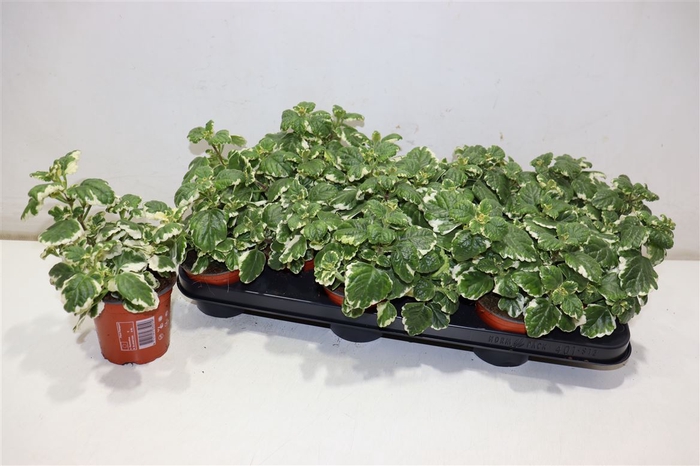 <h4>Plectranthus</h4>