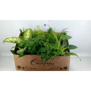 Planten Groen ...mix 12