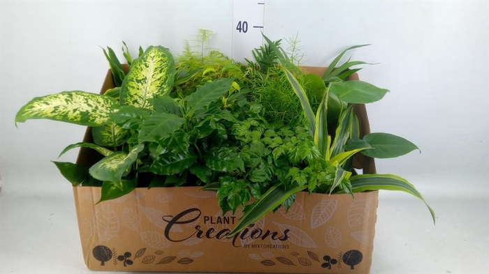 <h4>Planten Groen   ...mix 12</h4>