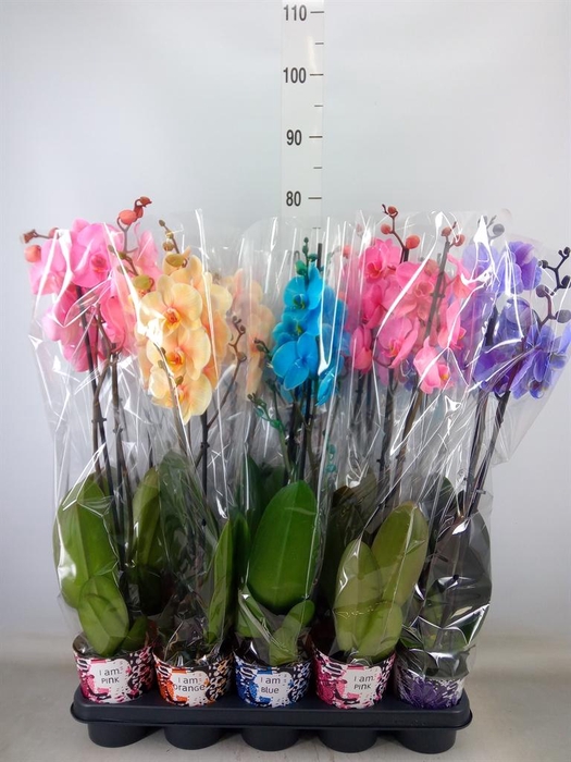 <h4>Phalaenopsis   ...</h4>