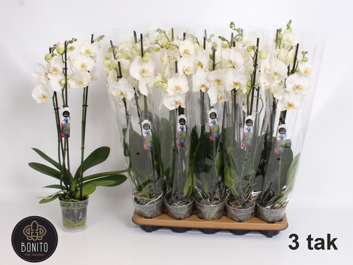 <h4>PHAL AN NOTTINGHAM</h4>