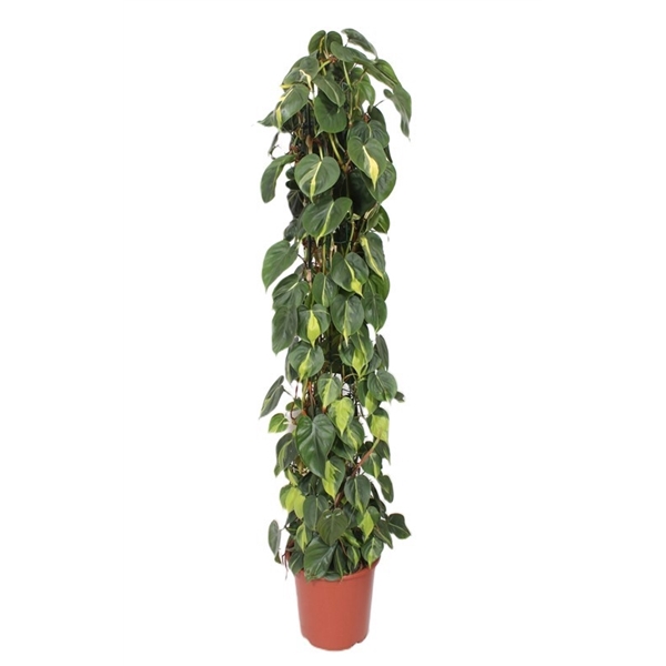 <h4>Philodendron Scandens Brasil</h4>