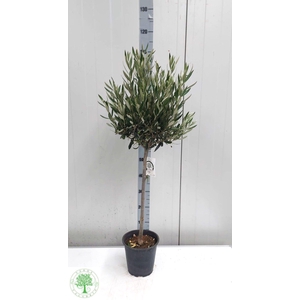 OLEA EUROPAEA