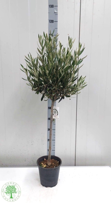 <h4>OLEA EUROPAEA</h4>