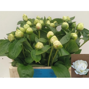 PAEO L BRIDAL SHOWER