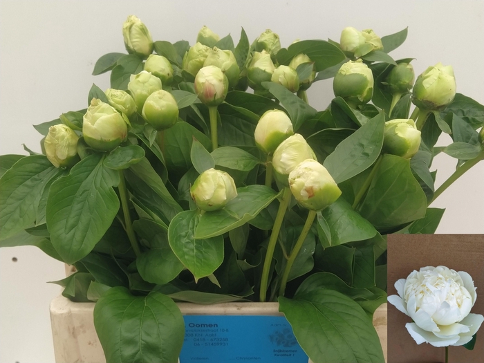 <h4>PAEO L BRIDAL SHOWER</h4>